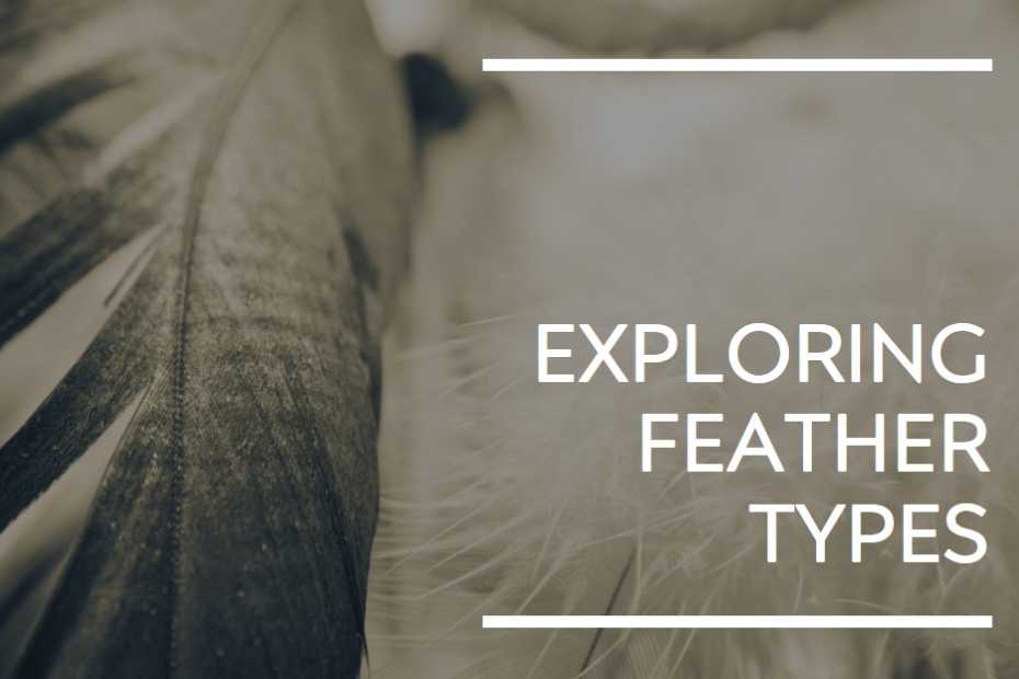 image of feathers: exploring feather types