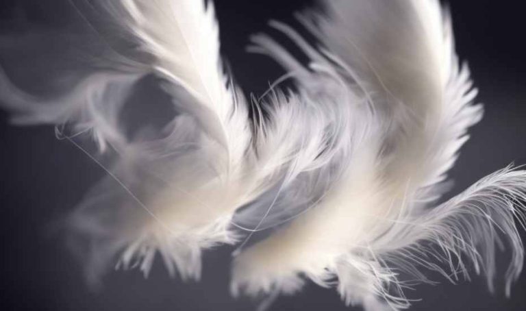 What is the Meaning of a White Feather?