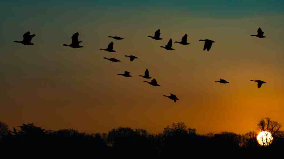 Goose Feather Meaning: flock of geese in V-formation at sunset, symbolizing journey and unity