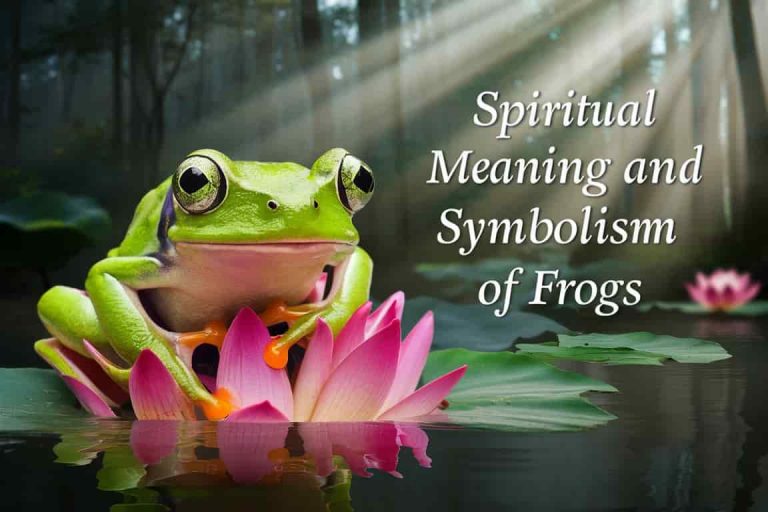 Spiritual Meaning and Symbolism of Frogs