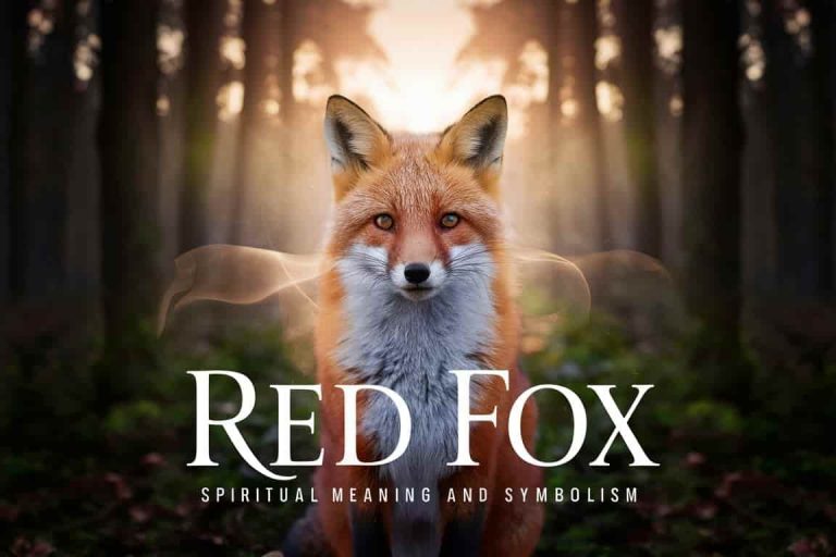 Red Fox: Spiritual Meaning and Symbolism