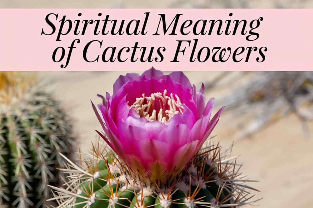 Spiritual Meaning of Cactus Flowers: Messages & Lessons
