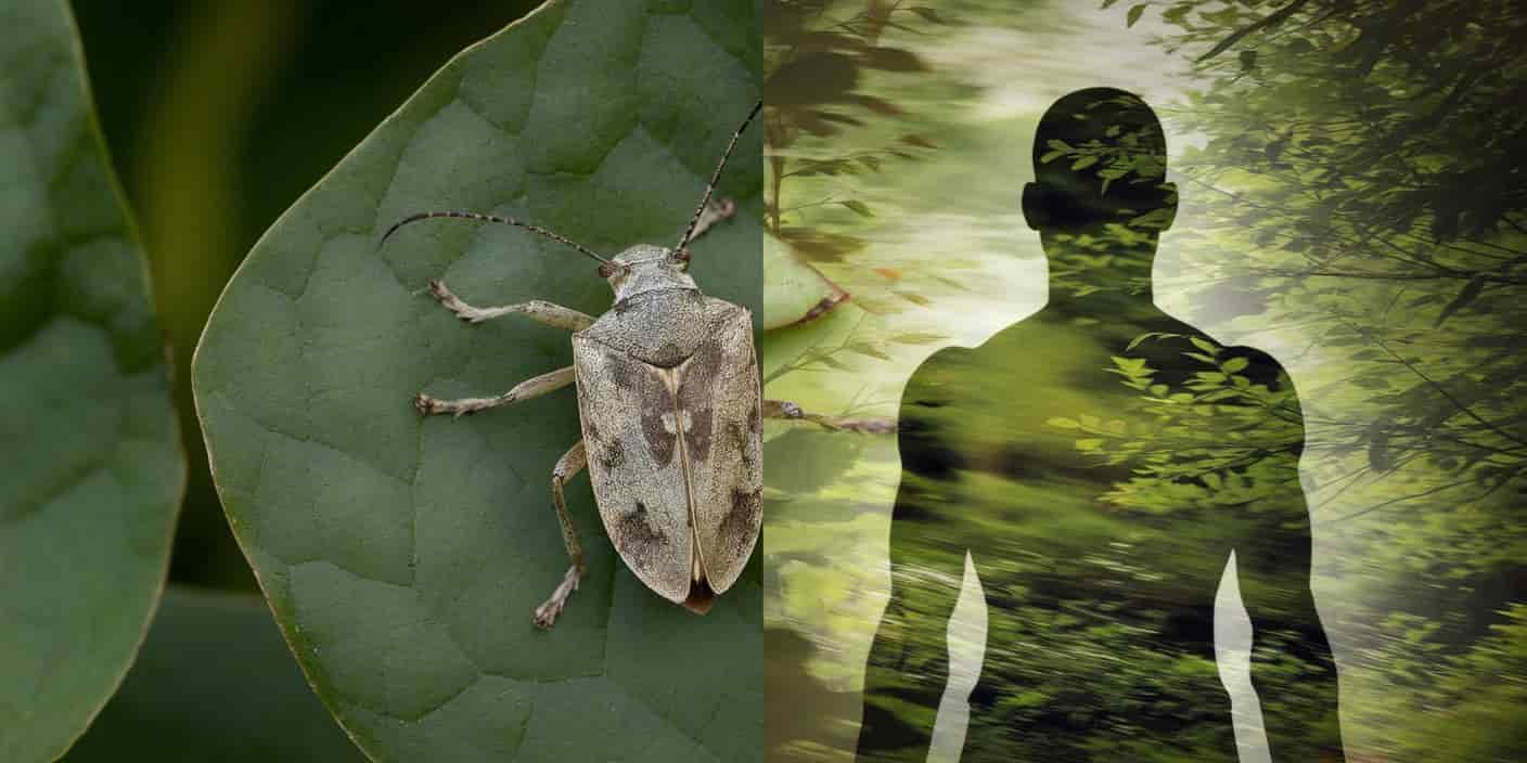 Leaf Bug Spiritual Meaning: Messages & Interpretations