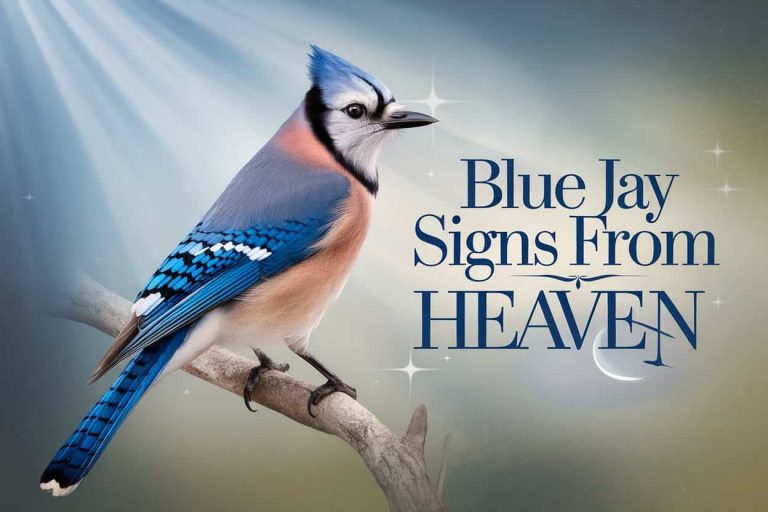 A vibrant blue jay perched on a branch with celestial background, symbolizing spiritual messages and divine communication, with the title "Blue Jay Signs from Heaven" displayed.