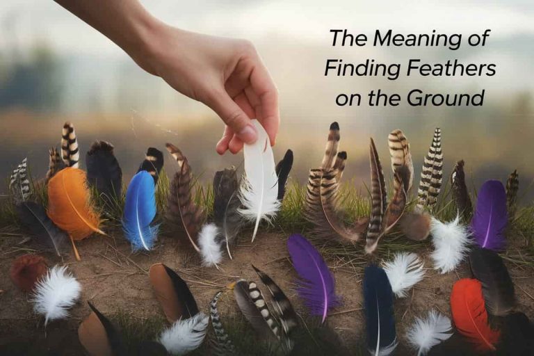 hand picking up a white feather from a collection of colorful feathers scattered on the ground, illustrating the spiritual significance of finding feathers.